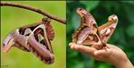 Atlas moth found in Pithoragarh