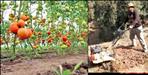 Pithoragarh farmer Madan Singh became a millionaire by tomato farming