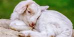 High Court allows animal killing in public interest