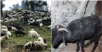 Sheep and goats are dying due to unknown disease
