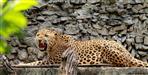 Leopard fear in Pauri Garhwal
