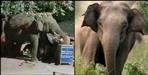 Elephant killed one man in Rishikesh