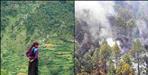 Baanj trees reduced from the forests of Uttarakhand