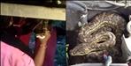 Python found in a car in lacchiwala