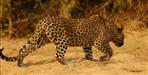 Leopard eating corpses by digging a grave in haridwar