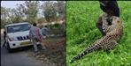 Leopard at Haridwar BHEL
