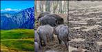 Uttarakhand Bedni Bugyal was ruined by wild boars