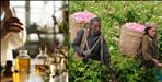 First Govt Perfume Lab to Built in Uttarakhand