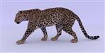 Leopard moves 216 km a day in Uttarakhand