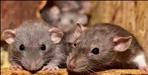 Rats are eating dead bodies in Haldwani