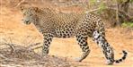 First Scientific Leopard Survey in Uttarakhand