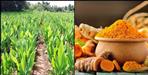 highest amount of curcumin found in turmeric of Chamoli district