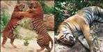 dead body of Tiger found in Kotdwar Kalagarh range