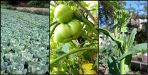 Dev singh changed their life by farming