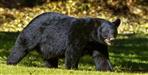 Bear Attack in Rudraprayag Injures 60-Year-Old Woman