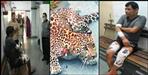 Leopard attack on villagers in almora