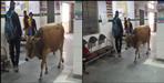 Bull in OPD of Bageshwar Hospital
