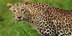 Leopard Attacks Woman in Uttarakhand Village