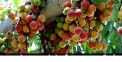 Timla fruit is beneficial for health says research