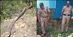Sandalwood trees stolen from Additional SP house Srinagar Garhwal