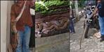 Dehradun Snake News 542 Snakes Rescued 112 Venomous in 2026