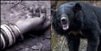 Bear attack on elderly woman in Nauli village of Karnprayag