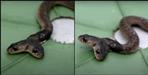 Rare spectacled cobra spotted in Dehradun