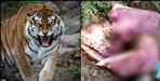 Tiger attack on man in Uttarakhand Ramnagar
