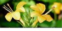 Benefits of vajradanti which founds in uttarakhand 