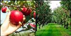 Coca cola company will make apple orchards in Pauri Garhwal