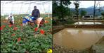 Dhaspad village of Almora set an example of reverse migration