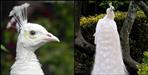 White Peacock in Nainital Corbett Park