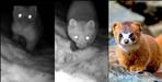 Rare Himalayan Weasel Captured on Camera in Gangotri National Park