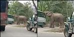 Uttarakhand ramnagar highway elephant