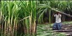 Sugarcane Farming in Chamoli Rudraprayag Pithoragarh