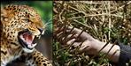 Leopard in Syalde block of Almora