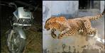 Leopard attacked on bike in Almora