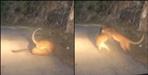 Leopard fight video in uttarakhand