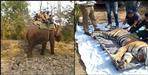Man-eating tiger tranquilizes in Nainital Fatehpur range