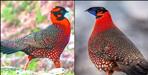 Rare Satyr Tragopan Spotted in Sunderdhunga Valley