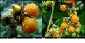 Benefits of hisool of uttarakhand