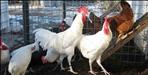 father poured chicken blood on son head in haridwar