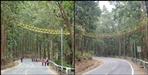 First flyover made for reptiles in Nainital