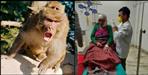Monkeys attacked woman in Ukhimath