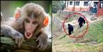 Terror of monkeys in pithoragarh