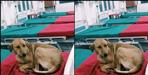 dog photo viral in government hospital of pithoragarh