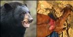 Bear attacked on animals in rudraprayag