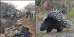 dead body found in porcupine cave in Bageshwar