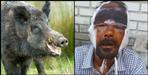 Wild boar attacked a village in Pithoragarh