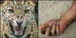Leopard killed a man at haridwar